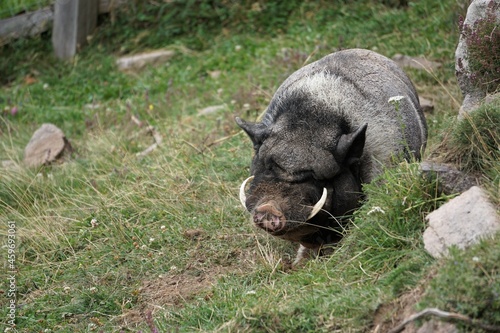 Wildschwein, Hängebauchschwein, Schwein mit seinen Hauern, Schwein aus Vietnam, Keiler, pot-bellied pig