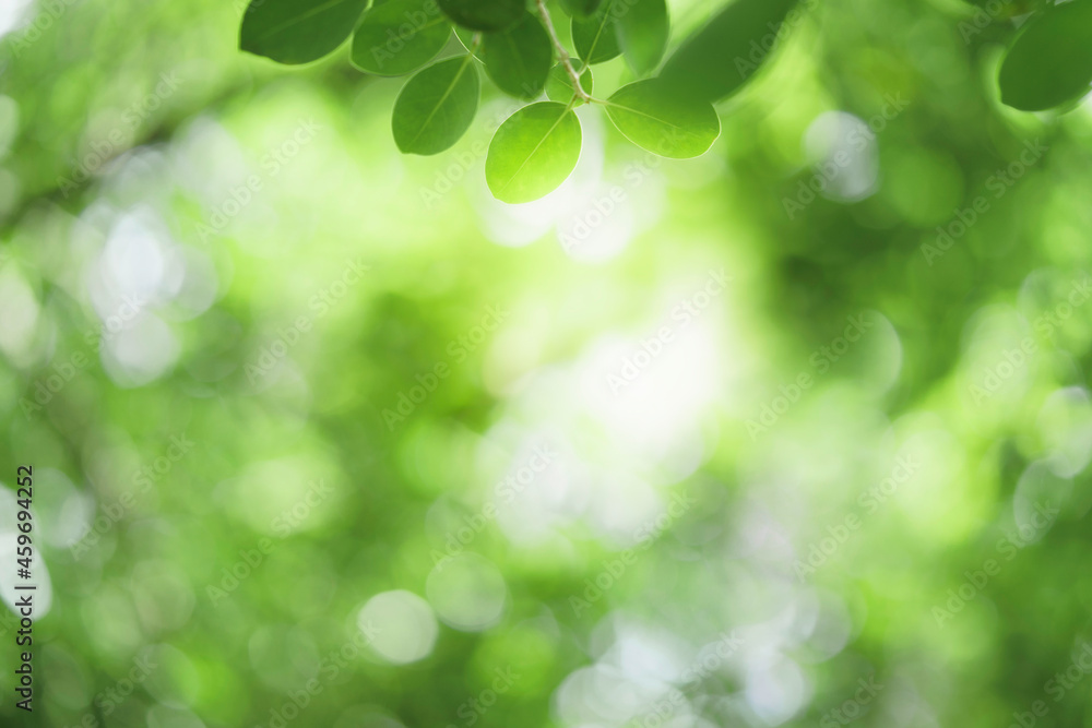 Closeup beautiful view of nature green leaf on greenery blurred background with sunlight and copy space. It is use for natural ecology summer background and fresh wallpaper concept. Closeup beautiful view of nature green leaf on greenery blurred background with sunlight and copy space. It is use for natural ecology summer background and fresh wallpaper concept.