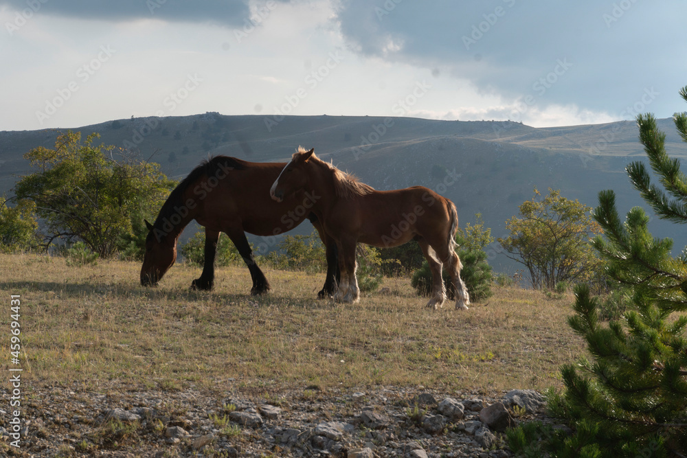 Obraz premium cavalli