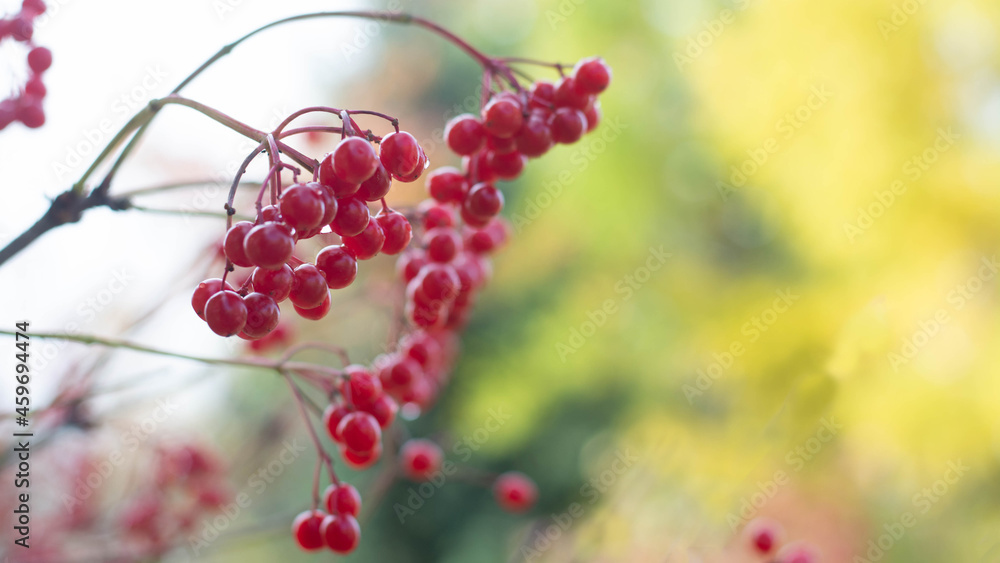 Bunches of red viburnum berries on a branch with yellow leaves in the autumn garden. colorful autumn landscape.