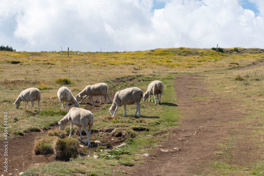 Naklejka premium pecore