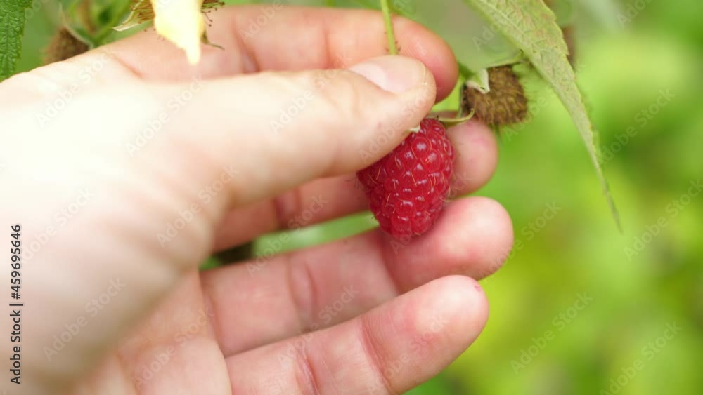 hand is picking raspberries from the bush