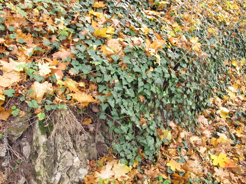 Old natural stone wall overgrown with ivy and autumn leaves on the ground photo