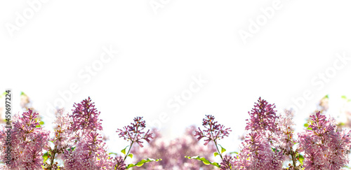 Flowers border, branches with lilac flowers on a blurred background of spring greenery, copy space.