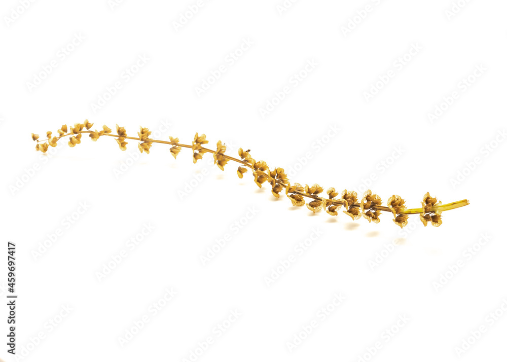 Single homegrown dried Italian sweet basil flower with seed pod isolated on white for seed saving concept Single homegrown dried Italian sweet basil flower with seed pod isolated on white for seed saving concept