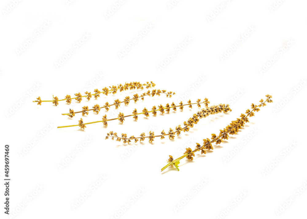 Group homegrown dried Italian sweet basil flowers with seed pods isolated on white for seed saving concept Group homegrown dried Italian sweet basil flowers with seed pods isolated on white for seed saving concept