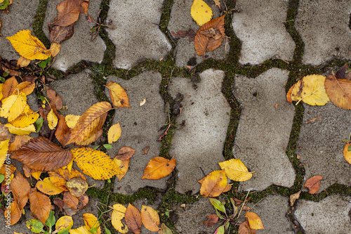 Paving stones with yellow autumn leaves close-up, copy space.