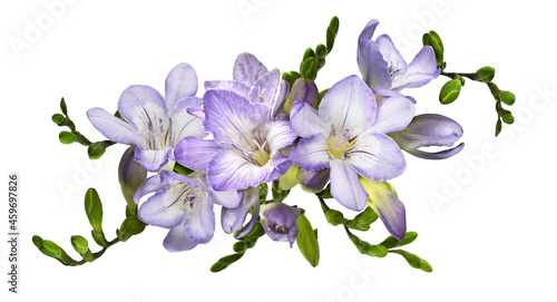 Purple freesia flowers and buds in a floral arrangement isolated photo