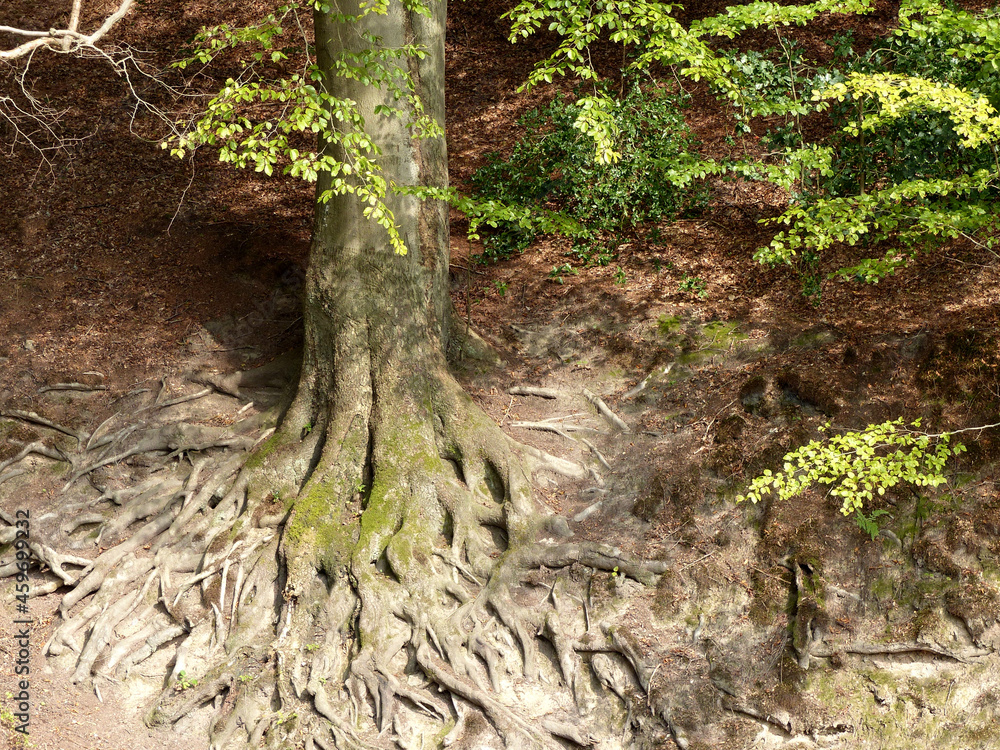 Old beech with strongly branched roots above the ground. Many people walked around the tree. Old beech with strongly branched roots above the ground. Many people walked around the tree.