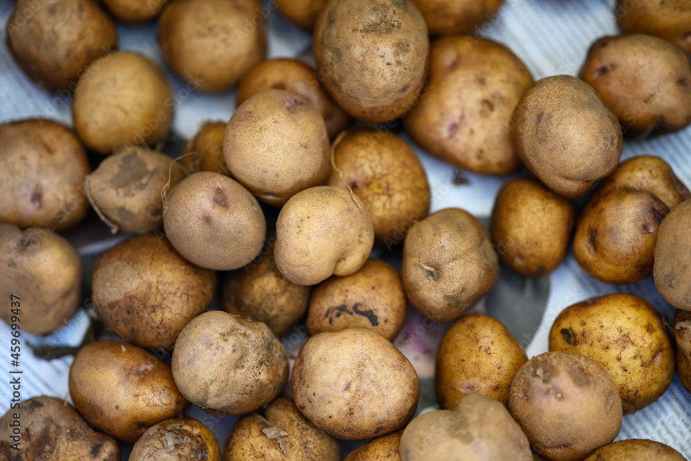 Raw dirty potatoes in market. Potatoes as background. Raw dirty potatoes in market. Potatoes as background.