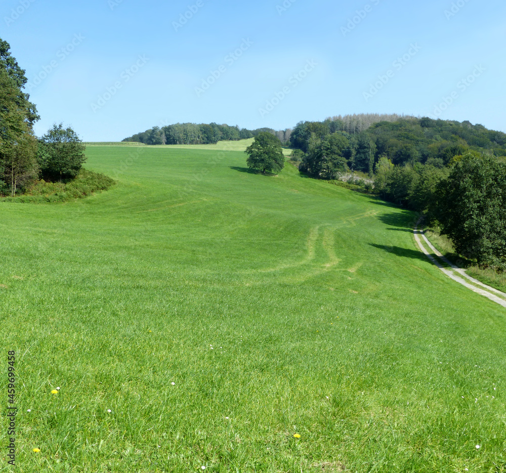 Wide meadow, clear sky and a slightly curved road leading along some trees Wide meadow, clear sky and a slightly curved road leading along some trees