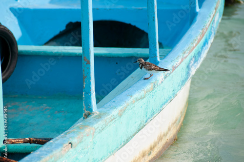 Little bird rests on a fishing boat moored in the marina of Isla Mujeres, Mexico.