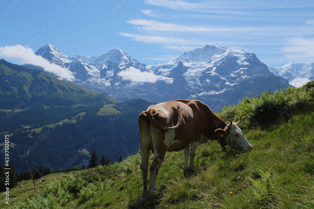 Beautiful swiss cow in Bern Alps. Alpine meadows.