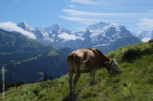 Beautiful swiss cow in Bern Alps. Alpine meadows.