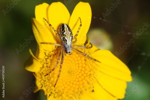 Spider (Aculepeira armida) photo