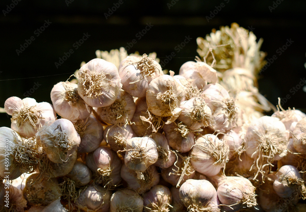 Garlic is tied together to hang to dry. Garlic is tied together to hang to dry.