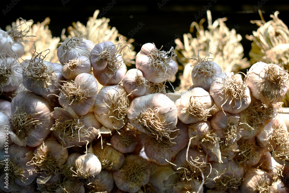 Garlic is tied together to hang to dry. Garlic is tied together to hang to dry.