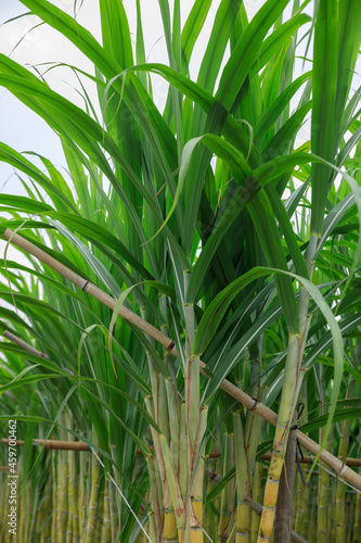 Sugarcane field with plants growing