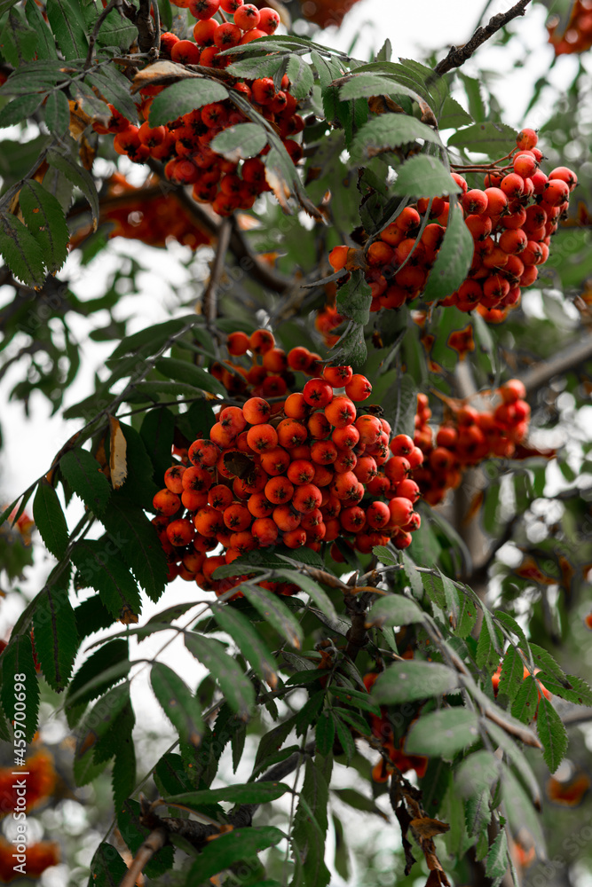 Bunches of red mountain ash. Autumn harvest. Autumn mountain ash hangs in large clusters on the branches Bunches of red mountain ash. Autumn harvest. Autumn mountain ash hangs in large clusters on the branches