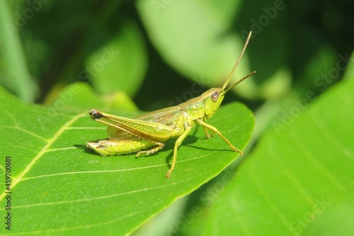 Fotografering Beautiful green grasshopper on leaf in nature, natural green background