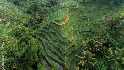Arial Landscape of Rice Terrace Tegallalang Ubud, Bali Indonesia. 