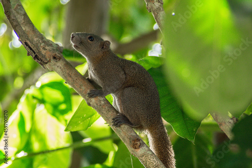 squirrel on tree © Chanyagron