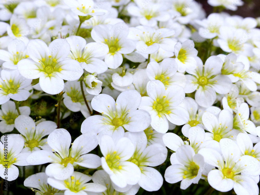 Closeup of white little flowers Closeup of white little flowers