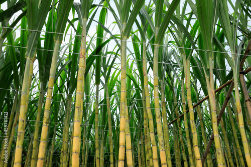 Fototapeta Naklejka Na Ścianę i Meble -  Sugarcane field with plants growing