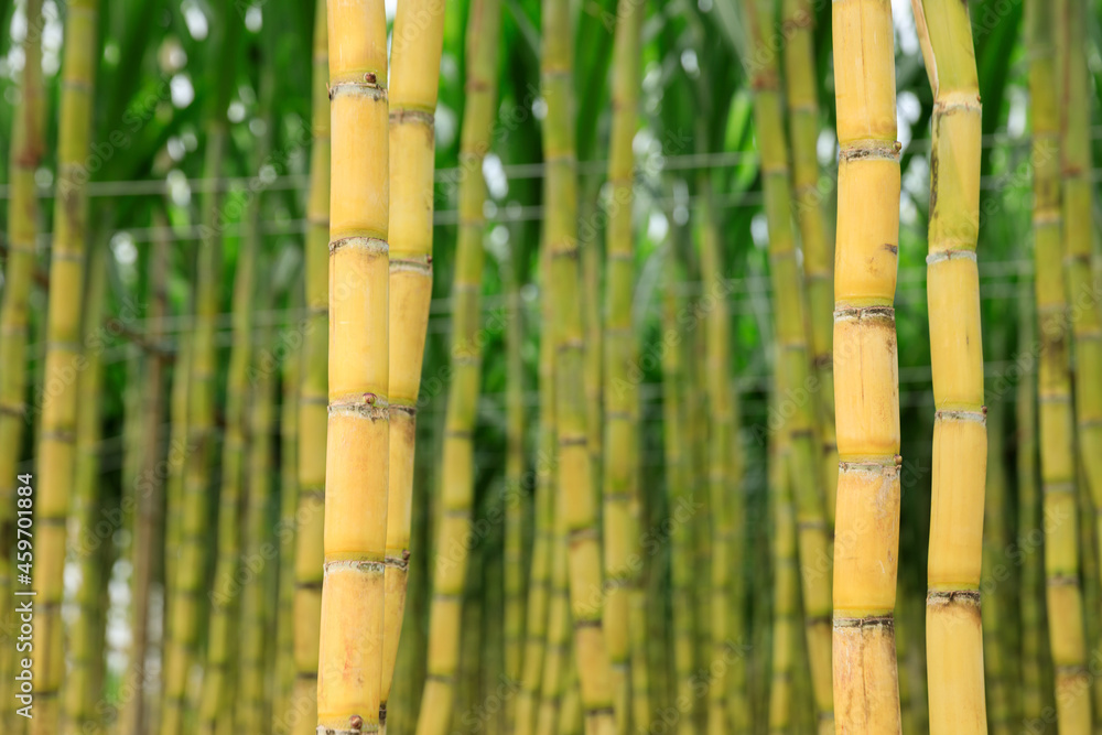 Sugarcane field with plants growing Sugarcane field with plants growing