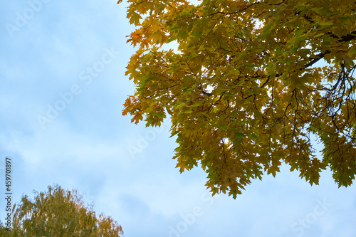 Yellow maple leaves on a branch against the sky
