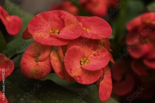 Crown-of-thorns  Red and Yellow Flowers 