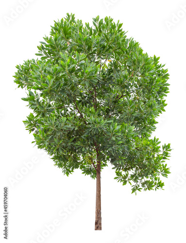 Eucalyptus tree isolated on white background, clipping path