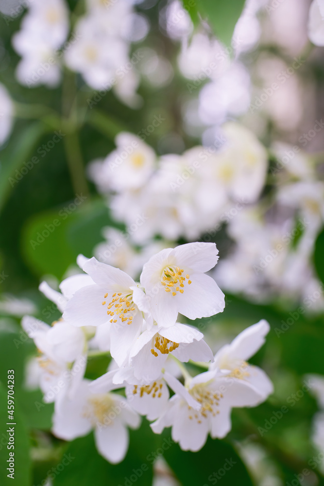 Twig with white jasmine flower in spring