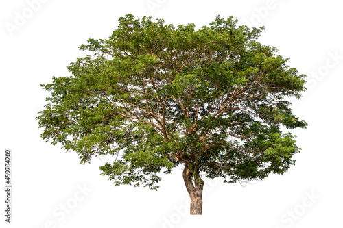 Large green tree isolated on white background, clipping path