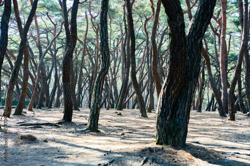 Pine trees in Samneung Forest (삼릉숲의 소나무) photo