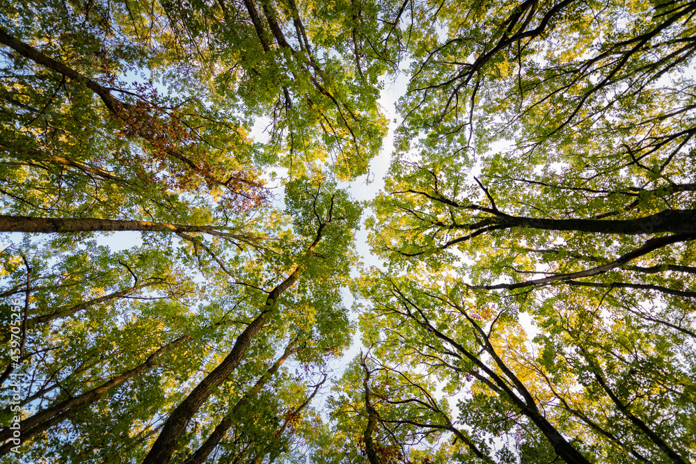 Fototapeta premium Vue du ciel a travers une foret d'arbre