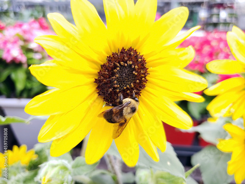 Closeup honey bee on yellow Plaines Prairie Sunflower Helianthus petiolaris