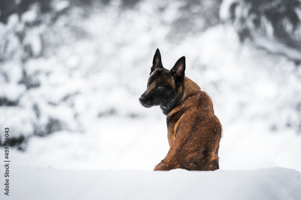 belgian shepherd dog sitting in the snow, rear view