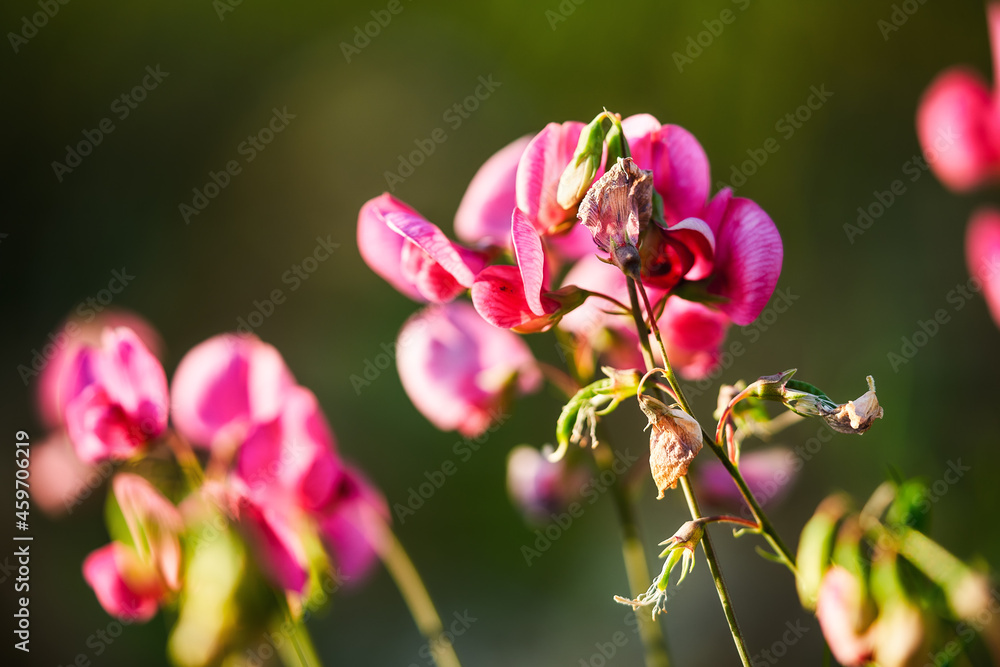 purple flowers of sweet peas (Lathyrus odoratus) on a background of green foliage purple flowers of sweet peas (Lathyrus odoratus) on a background of green foliage