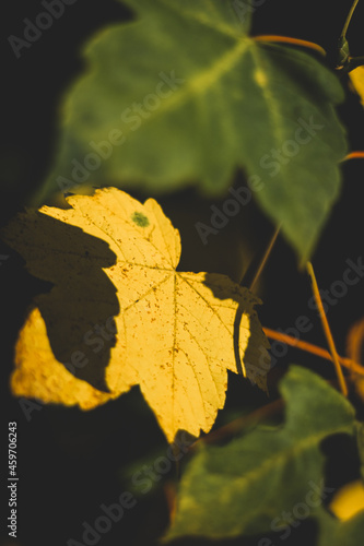 Fototapeta Naklejka Na Ścianę i Meble -  Liście klonu jesienią