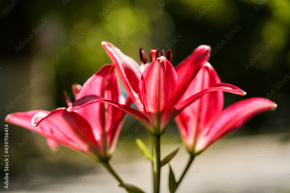 Beautiful pink lily in the nature garden