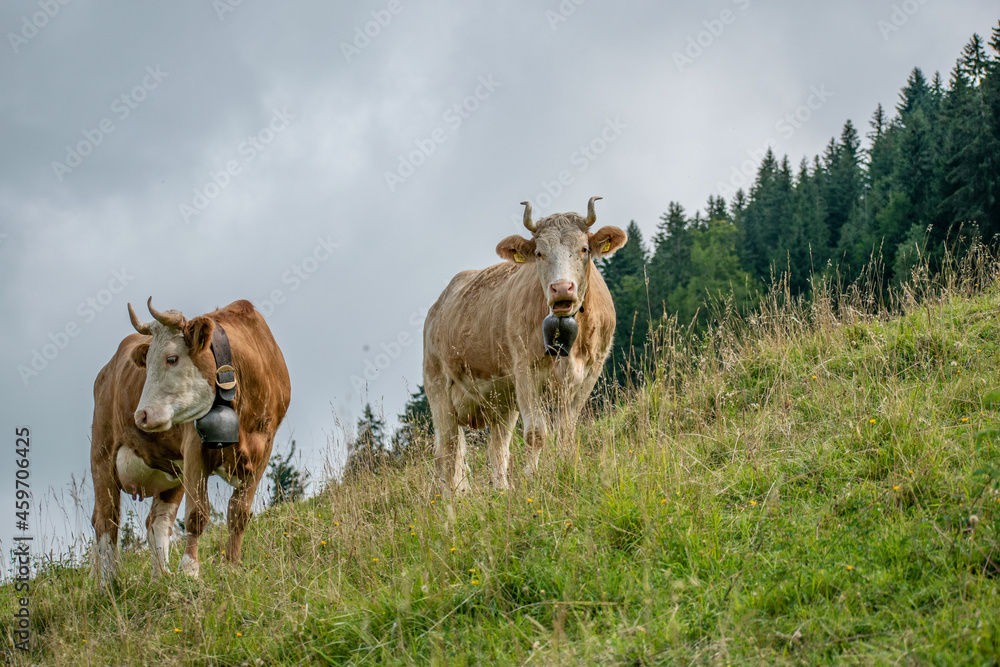 Beautiful swiss cows. Alpine meadows. farm. Beautiful swiss cows. Alpine meadows. farm.