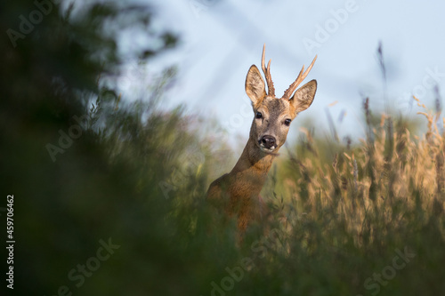 Photos roe deer [Capreolus capreolus]