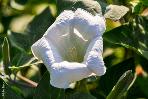 Datura wrightii, or sacred datura, a poisonous perennial plant and ornamental flower of southwestern North America. photo