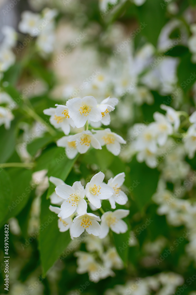 Twig with white jasmine flower in spring Twig with white jasmine flower in spring