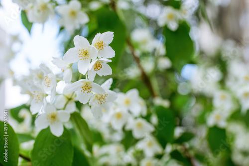 Twig with white jasmine flower in spring