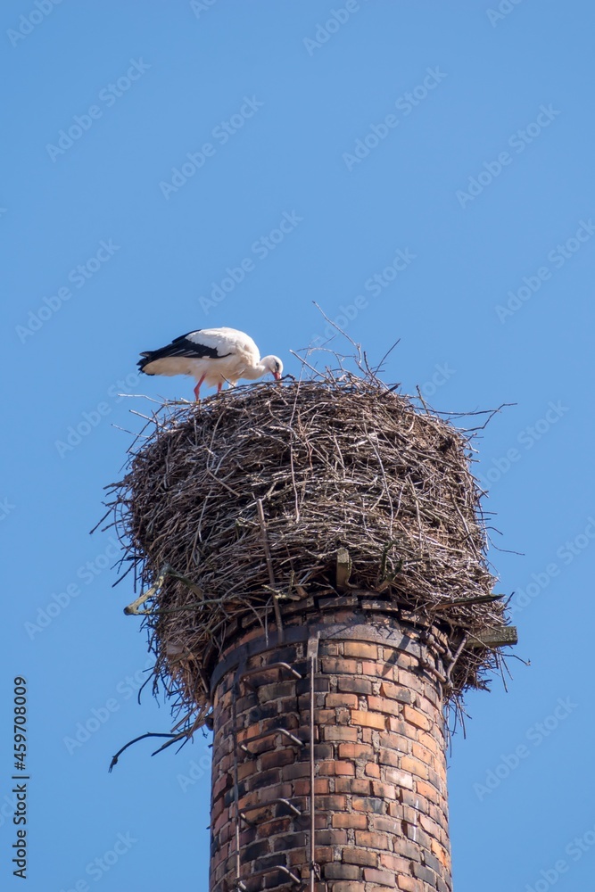 Fototapeta premium Ein Storch im Nest