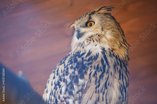 big owl close-up. beautiful bird