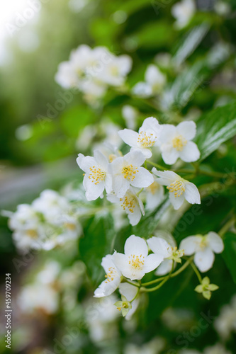 Twig with white jasmine flower in spring