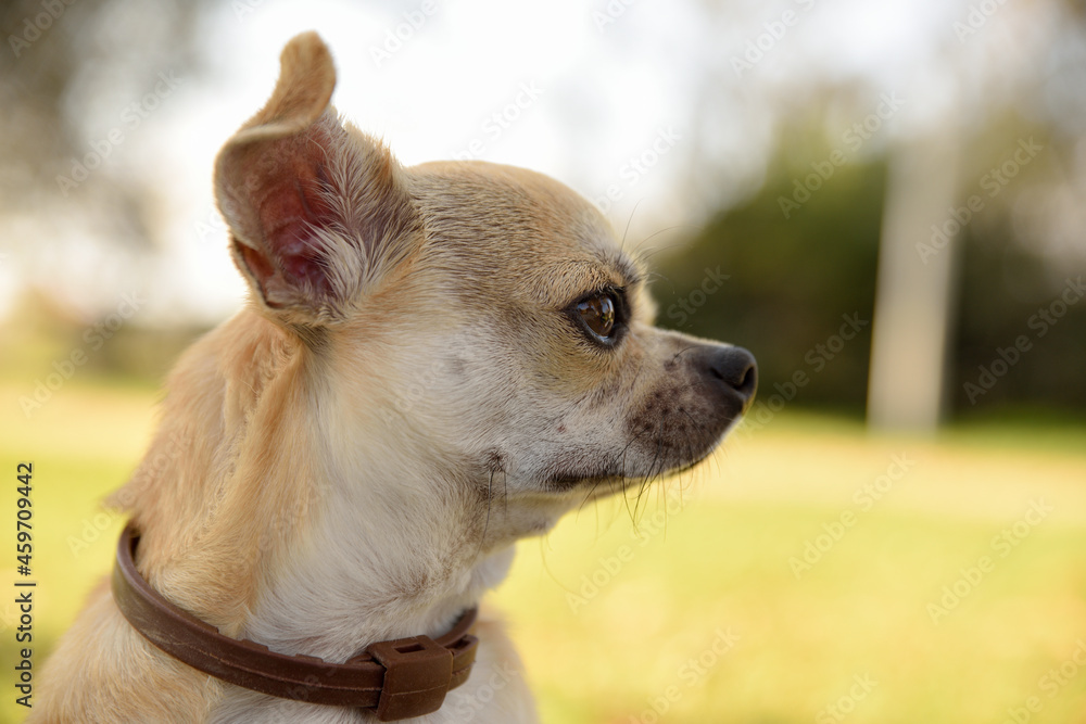 Closeup of side head of chihuahua in park looking attentive Closeup of side head of chihuahua in park looking attentive